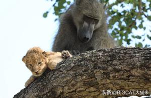 A Young Lion ‘Kidnapped’ by Baboon in South Africa, Fate Unknown
