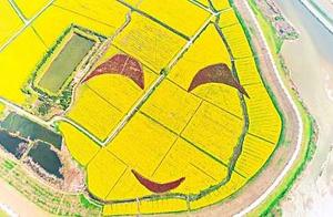 Right now! The golden rapeseed flower sea in Pukou’s Yongning is already ablaze with color, let's set off with friends!