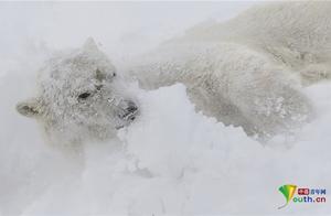Canada: Polar Bears Roll and Play in the Snow at the Zoo - They're Having a Great Time!