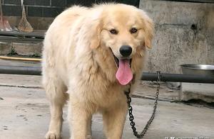 Netizen Found a Dog, Friend Said They Hit the Jackpot, Only Realized Afterward