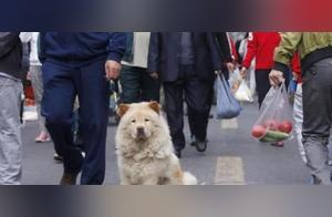 5 Reasons Why City Pets Easily Get Lost – Do You Know?