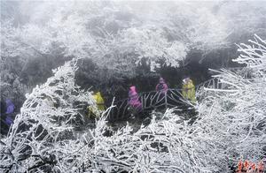 March Peony Snow, Misty Snowscape: A Beautiful Winter View