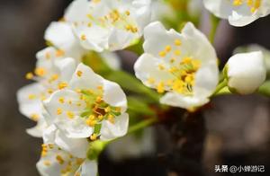 Late Spring March: White Peaches in Bloom on Jintang Mountain