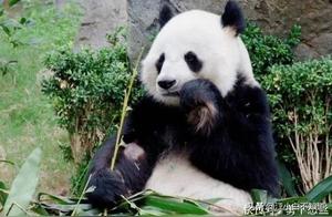 Villagers Were Repairing Roads, Encountered a National Treasure Panda: 'Don't Move!'
