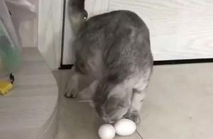 The cat sat on two eggs it saw on the ground, pretending they were its own.