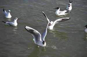 As Promised – Bathing in the Spring Breeze, Red-Crowned Cranes Visit Yinchuan