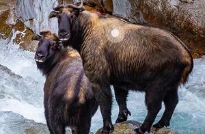 Biodiversity Encyclopedia: Gaoligong Mountain Goat – ‘Six Not-Like-Gods’ Appearance
