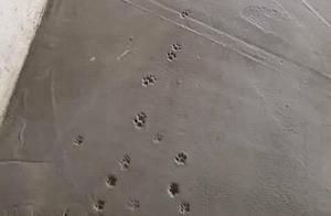 Woman Sees Damaged Concrete Floor and Wants to Question Worker, Realizes It's Her Cat