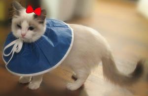 90% of Cat Owners Don't Know How to Trim Their Cats' Nails! Learn How Now