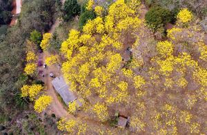 Zhangzhou Nanjiang: Golden Trumpet Vine Blooms Splendidly, Forming a Golden 'Flower Sea'