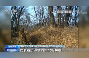 Couple Leopards and Mother-Cub Leopards Appear Frequently in Taihang Mountains