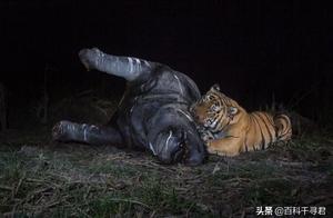 Mad Tiger Hunts – A Review of Tiger and Lion Hunting Records of Giant Animals