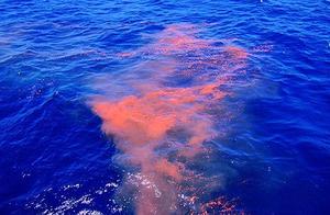 Animals | Why is Blue Whale Poop Pink?