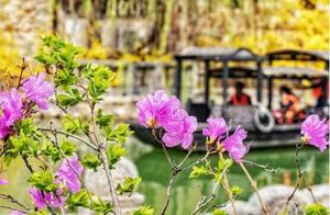 Miyun Invites You on a 'Cloud' Spring Tour to Admire Flowers: Enjoy a 'Hidden' Life in April