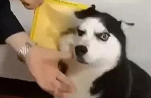 Man Raises a Shiba Inu, But the Dog Howls in the Living Room, and Upon Seeing It, He Was Speechless