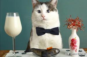 Cheaper than Cat Food by Nearly 5 Times, Homemade Cat Food is Healthier for Cats