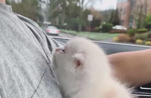 Don't Ride with Cats! Pet Owner's Kitten Keeps Nuzzling into Her Lap - Who Can Resist?