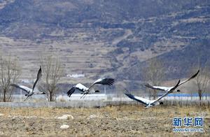 Love of Cranes in Lhasa