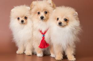 Owner Regularly Strokes These Parts of the Pomeranian Dog, It Not Only Makes It More Obedient But Also Makes You Love It More