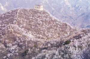 Top 4 Stunning Blossom Destinations: Featuring Peach Blossoms, Pear Blossoms, and Rapeseed Flowers (But the Blooming Period is Short)