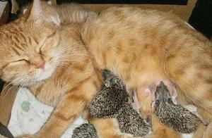It was kind of me to adopt a hedgehog nest, but the next day I felt sorry for it: It must be hard for you.