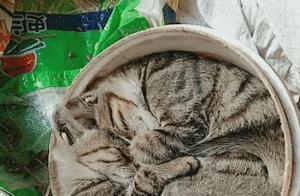 Two Kittens Curl Up in a Barrel Sleeping, Owner Sees It and Goes Wild!