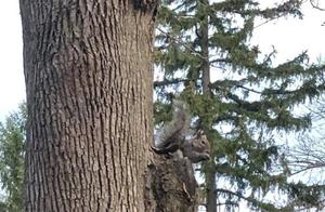 The Owner Built a Miniature Dining Table for the Frequent Squirrel Visitor!