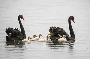 A Goose Family of Black Swans, Little Swans are Too Cute!