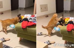 Tame Cats Brawl Over Rocking Chair