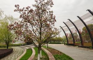 March Spring Walks in Lei Feng Park