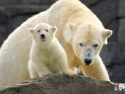 Berlin Zoo Visitor Numbers Set Record Last Year