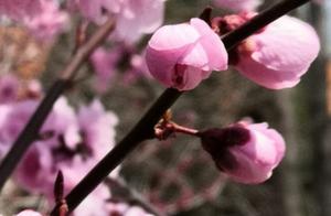 Spring Wind and Spring Colors Enter Spring Dreams