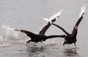 Zhangye, Gansu: Wetland Park Becomes a Bird Paradise
