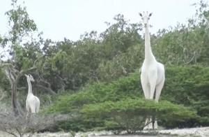 White Giraffe Mother and Calf Killed by Poachers in Kenya, Only 1 White Giraffe Remains in the World