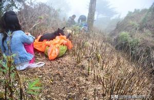 Female Adventurer Takes Dog Hiking in Leshan Ebian Black Bamboo Ridge 5 Days - Steep Slope Bamboo Forest Torture (Part 1)