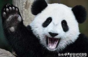 China's First Panda Returned After 'Return' – Foreigners Returned with Tears, Chinese People Laughed with Tears