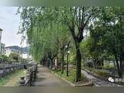 Willows Gone from the Schoolyard