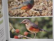 Grey-backed Thrush of the Yellow River Delta