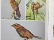 Yellow River Delta Birds – Yellow-throated Whitethroat