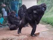 Suddenly, a Heavy Rain Descended, Several Orangutans Panic and Dodge, Their Behavior Made People Burst Out Laughing