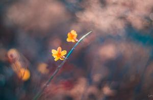 Sentence for February: May spring arrive sooner, with the land and people unharmed, and may all be peaceful.