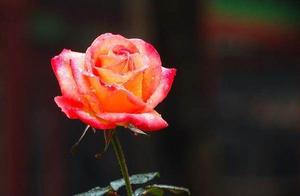 Psychology: Which Rose Makes You Swoon? Test to See if You’ll Always Be Submissive to Your Partner