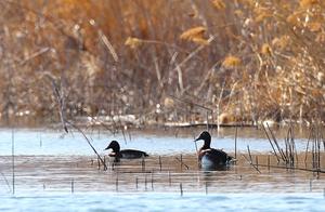 Globally Critically Endangered Diving Ducks Spotted in Fangshan's Dashuhe River