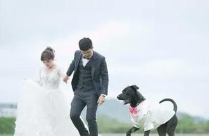 Owner Takes Wedding Photos, Dog Kuro Steals the Spotlight in a Suit, Netizens Ask: Is This the Groom?