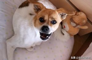 Lost Pet Dog Returns Home on Its Own, Shocking Owner After Finding a Note
