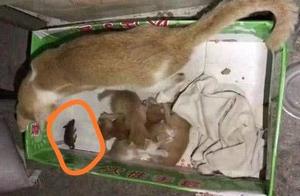 A Rat Accidentally Fell into a Cat's Nest, Causing the Owner to Burst into Laughter