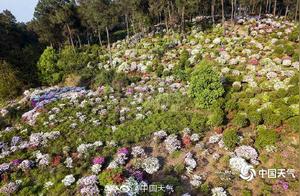Rhododendrons Cover Nanshan Mountain in Chongqing: A Romantic Tapestry of Vibrant Colors