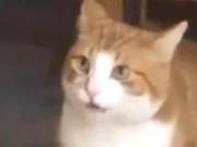 Two Dogs 'Fight' with Orange Cat Toys, Scene Chaotic!