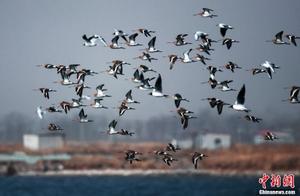 Spring Arrival: Migratory Birds Return to Beidaihe New District's Wetlands
