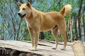 The ‘6 Top Loyal Dogs’, ‘Chinese Pastoral Dog’ – Truly Earn Their Name